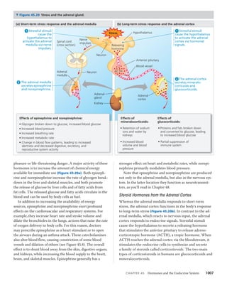 45 hormones and the endocrine system | PDF