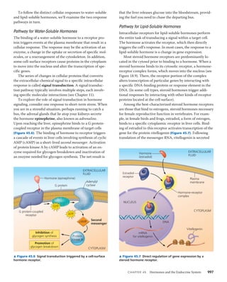 45 hormones and the endocrine system | PDF