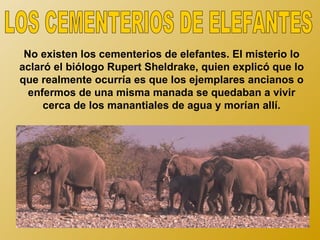 No existen los cementerios de elefantes. El misterio lo
aclaró el biólogo Rupert Sheldrake, quien explicó que lo
que realmente ocurría es que los ejemplares ancianos o
  enfermos de una misma manada se quedaban a vivir
     cerca de los manantiales de agua y morían allí.
 