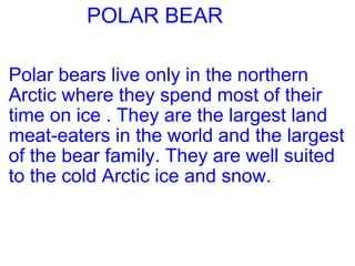 POLAR BEAR Polar bears live only in the northern Arctic where they spend most of their time on ice . They are the largest land meat-eaters in the world and the largest of the bear family. They are well suited to the cold Arctic ice and snow. 