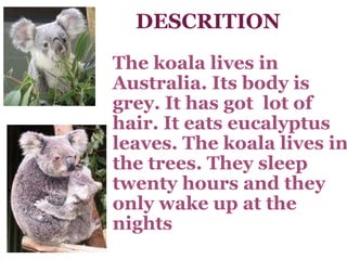 DESCRITION The koala lives in Australia. Its body is grey. It has got  lot of hair. It eats eucalyptus leaves. The koala lives in the trees. They sleep twenty hours and they  only wake up at the nights 