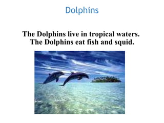 Dolphins The Dolphins live in tropical waters.   The Dolphins eat fish and squid. 