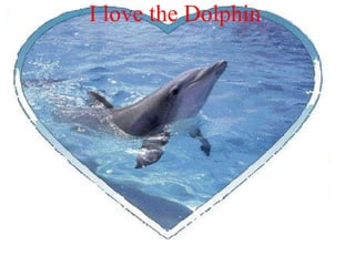                     I love the Dolphin 