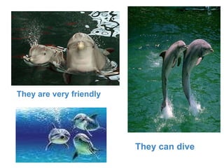             They can dive They are very friendly 