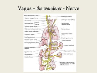 Vagus –Vagus – the wanderer -the wanderer - NerveNerve
 