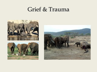 Grief & TraumaGrief & Trauma
 