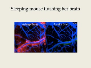 Sleeping mouse flushing her brainSleeping mouse flushing her brain
 