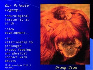 Our Primate
Legacy….
•neurological
immaturity at
birth..
•slow
development..
•in
relationship to
prolonged
breast feeding
and physical
contact with
adults
Slide courtesy Prof J
McKenna Orang-Utan
 