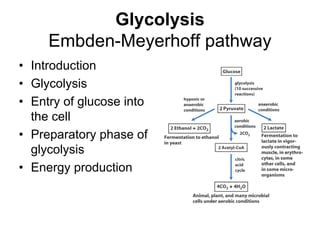 450Glycolysis (1).PDF
