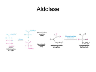 450Glycolysis (1).PDF