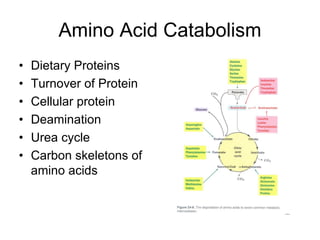 Amino Acid Catabolism
• Dietary Proteins
• Turnover of Protein
• Cellular protein
• Deamination
• Urea cycle
• Carbon skeletons of
amino acids
 
