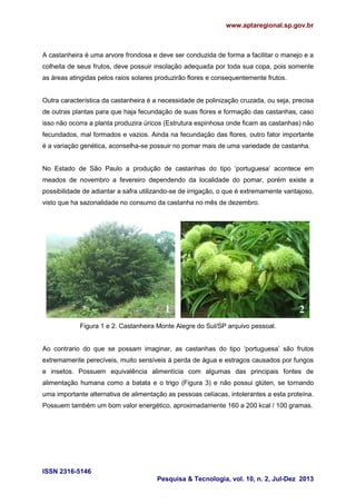 www.aptaregional.sp.gov.br

A castanheira é uma arvore frondosa e deve ser conduzida de forma a facilitar o manejo e a
colheita de seus frutos, deve possuir insolação adequada por toda sua copa, pois somente
as áreas atingidas pelos raios solares produzirão flores e consequentemente frutos.

Outra característica da castanheira é a necessidade de polinização cruzada, ou seja, precisa
de outras plantas para que haja fecundação de suas flores e formação das castanhas, caso
isso não ocorra a planta produzira úricos (Estrutura espinhosa onde ficam as castanhas) não
fecundados, mal formados e vazios. Ainda na fecundação das flores, outro fator importante
é a variação genética, aconselha-se possuir no pomar mais de uma variedade de castanha.
No Estado de São Paulo a produção de castanhas do tipo „portuguesa‟ acontece em
meados de novembro a fevereiro dependendo da localidade do pomar, porém existe a
possibilidade de adiantar a safra utilizando-se de irrigação, o que é extremamente vantajoso,
visto que ha sazonalidade no consumo da castanha no mês de dezembro.

1

2

Figura 1 e 2. Castanheira Monte Alegre do Sul/SP arquivo pessoal.
Ao contrario do que se possam imaginar, as castanhas do tipo „portuguesa‟ são frutos
extremamente perecíveis, muito sensíveis à perda de água e estragos causados por fungos
e insetos. Possuem equivalência alimentícia com algumas das principais fontes de
alimentação humana como a batata e o trigo (Figura 3) e não possui glúten, se tornando
uma importante alternativa de alimentação as pessoas celíacas, intolerantes a esta proteína.
Possuem também um bom valor energético, aproximadamente 160 a 200 kcal / 100 gramas.

ISSN 2316-5146
Pesquisa & Tecnologia, vol. 10, n. 2, Jul-Dez 2013

 
