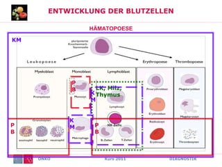 ONKO Kurs 2011 DIAGNOSTIK
ENTWICKLUNG DER BLUTZELLEN
HÄMATOPOESE
P
B
KM
LK, Milz,
Thymus
NK Zelle
P
B
P
B
K
M
K
M
 