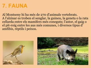7. FAUNA Al Montseny hi ha més de 270 d'animals vertebrats.  A l'alzinar es troben el senglar, la guineu, la geneta o la rata cellarda entre els mamífers més coneguts; l'astor, el gaig o el pit-roig entre les aus més comunes, i diversos tipus d' amfibis, rèptils i peixos.   