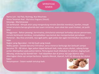 Pala (Myristica fragrans): Tanaman Obat Keluarga Aromatik yang Meredakan Mual dan Kaya Manfaat