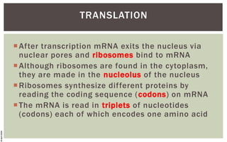 Protein Read 455156996-Protein-Synthesis-Complete-Powerpoint.pdf