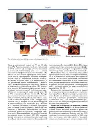 103
ЛЕКЦИЯ
белка с  молекулярной массой от  300 до  800 кДа
(рис. 1А). Расшифровка первичной структуры апо(а)
в  1987г выявило её высокую степень гомологии
с  молекулой плазминогена (рис. 1Б)  — одним
из  основных проферментов системы гемостаза [14].
Так же как плазминоген и ряд других белков гомео-
стаза, апо(а) характеризуется наличием повторяю-
щихся структур, получивших название “крингл”.
Но  только в  составе апо(а) есть множество (от 11
до  50) повторов домена, гомологичного IV кринглу
(KIV) молекулы плазминогена, одна копия V крингла
и неактивный протеазный домен (рис. 1Б). Количе-
ство повторов KIV2
определено количеством соответ-
ствующих повторов в гене LPA и обусловливает вари-
абельность молекулярной массы апо(а) (рис. 1В)
и  50% концентрации Лп(а) в  плазме [15]. По  мере
увеличения чувствительности методов генотипирова-
ния выяснилось, что людей без Лп(а) крайне мало,
а  так называемый “нулевой аллель” кодирует “усе-
ченный” апо(а), который быстро катаболизируется
в  эндоплазматическом ретикулуме [15]. Наличие
в KIV участков связывания с лизином, характерных
для плазмина и  обеспечивающих взаимодействие
фермента с  фибрином, фибриногеном и  α2-анти-
плазмином во многом определяет уникальные свой-
ства апо(а). В процессе сборки частицы Лп(а) участки
связывания, присутствующие в KIV5
-KIV8
молекулы
апо(а), вовлечены в  нековалентные взаимодействия
с  aпoB100
и  образование ковалентной дисульфидной
связи между aпoB100
и апо(а) [16]. Домен KIV10
также
содержит участок связывания с окисленным фосфо-
липидом и лизином, который опосредует взаимодей-
ствие между aпo(а) и  лизин-богатыми белками [11].
Место сборки Лп(а) не определено, обсуждаются
варианты образования Лп(а) как за пределами клетки,
так и  на  поверхности гепатоцитов или внутрикле-
точно [17, 18]. Результаты проводимых кинетических
исследований на добровольцах не дали однозначного
ответа и позволяют предполагать либо внутриклеточ-
ную сборку частицы, либо наличие уникального пула
апоВ100
, предназначенного для внеклеточной сборки
частицы Лп(а) [19, 20].
Большинство исследователей пришли к  выводу,
что печень является основным органом ответствен-
ным за катаболизм Лп(а), тогда как роль почек в выве-
дении Лп(а) и его фрагментов остается дискуссион-
ной [17]. Количество рецепторов, вовлеченных
в  катаболизм Лп(а), все более расширяется [21],
но вклад того или иного рецептора в интернализацию
Лп(а) по-прежнему неясен.
Возможные патогенетические механизмы, лежащие
в основе взаимосвязи Лп(а) с ССЗ. Несмотря на дли-
тельный период изучения, вопросы о  возможных
патогенетических механизмах атеротромбогенности
Лп(а) остаются открытыми. Помимо того, что ССЗ,
такие как атеросклероз, атеротромбоз и КАС явля-
ются сложными, многофакторными расстрой­
ствами, в патогенез которых вовлечены как липид-
Рис. 2. Лп(а) как фактор риска ССЗ. Адаптировано из Nordestgaard B 2016 [79].
 