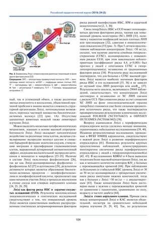 104
Российский кардиологический журнал 2019; 24 (5)
ный, так и  углеводный обмен, а  также различные
звенья иммунитета и воспаления, объективной при-
чиной пробелов в знании является сложность струк-
турной организации Лп(а), потенциальная возмож-
ность переноса частицей множества биологически-
активных молекул [22] (рис. 1А). Отсутствие
адекватных животных моделей также лимитирует
изучение Лп(а).
Можно выделить несколько патофизиологических
механизмов, лежащих в  основе высокой атеротром-
богенности Лп(а). Лп(а) оказывает патологическое
воздействие на различные типы клеток, включая сти-
мулирование экспрессии молекул адгезии и  сниже-
ние барьерной функции эндотелия сосудов, стимуля-
цию миграции и  пролиферации гладкомышечных
клеток, выраженный аутокринный антиангиогенный
эффект, индукцию воспалительной экспрессии цито-
кинов в  моноцитах и  макрофагах [23-25]. Наличие
в  составе Лп(а) окисленных фосфолипидов [26],
так  же как Лп(а)-ассоциированных фосфолипаз  —
фосфолипазы А2 [27] и аутотаксина [28], результатом
активности которых является образование биологи-
чески-активных продуктов  — лизофосфатилидхо-
лина и лизофосфатидной кислоты, предполагает еще
один механизм участия Лп(а) в процессах воспаления
в  стенке сосуда или створках аортального клапана
[24, 25, 28, 29].
Лп(а) как фактор риска ИБС и  сердечно-сосудис­
тых осложнений (ССО). Результаты многочисленных
эпидемиологических и  генетических исследований
свидетельствуют о  том, что повышенный уровень
Лп(а) является единственным наиболее распростра-
ненным генетически детерминированным фактором
риска ранней манифестации ИБС, ИМ и сердечной
недостаточности [2, 3, 30].
Связь гиперЛп(а) с ИБС и ССО может потенциро-
ваться другими факторами риска, такими как повы-
шенный уровень холестерина (ХС) ЛНП [31], нали-
чием у пациентов подфракций мелких плотных ЛНП
или триглицеридов [32], сдвигами в  иммунологиче-
ских показателях [33] (рис. 3). При 5-летнем проспек-
тивном наблюдении концентрация Лп(а) >50 мг/дл,
сильнее, чем наличие диагноза семейная гиперхоле-
стеринемия (СГХС), ассоциировались с  повышен-
ным риском ССО, при этом максимально неблаго-
приятным (коэффициент риска 4,4; p<0,001) был
прогноз у  людей с  сочетанием СГХС и  гипер-
липопротеидемии(а), независимо от  традиционных
факторов риска [34]. Результаты ряда исследований
подтвердили, что для больных с СГХС высокий уро-
вень Лп(а) является наиболее значимым фактором
риска ИБС и  его осложнений [35, 36] и  не  зависит
от  мутаций гена ЛНП рецептора или апоВ100
[37].
Результаты мета-анализа, включавшего 29069 наблю-
дений, свидетельствует, что концентрация Лп(а)
достоверно и  независимо от  ХС ЛНП связана
с риском ССЗ. При снижении риска за счет снижения
ХС ЛНП на  фоне гиполипидемической терапии
гиперЛп(а) становится еще более сильным предикто-
ром остаточного риска, что также подтверждается
предварительными результатами клинических иссле-
дований FOURIER (NCT01764633) и  ODYSSEY
OUTCOMES (NCT01663402) [38].
Вопросу взаимосвязи Лп(а) с  периферическим
атеросклерозом всегда уделялось меньше внимания,
ограничиваясь небольшими исследованиями [39, 40].
Недавние ретроспективные исследования, проводи-
мые в  ФГБУ НМИЦ кардиологии, свидетельствуют
о  важной роли Лп(а) в  развитии периферического
атеросклероза [41]. Появились результаты крупных
проспективных наблюдений, демонстрирующих
многократное увеличение риска периферического
атеросклероза у людей с гиперлипопротеидемией(а)
[42, 43]. В исследованиях KORA3 и 4 была выявлена
тенденция более высокой концентрации Лп(а), так же
как и меньшего количества повторов KIV2
у больных
с перемежающейся хромотой [44]. При наблюдении
за больными со стабильной ИБС уровень Лп(а) от 30
до 50 мг/дл ассоциировался с трехкратным увеличе-
нием риска ампутации нижних конечностей, тогда
как у больных с Лп(а) >50 мг/дл — с двадцатикрат-
ным [43]. Также концентрация Лп(а) была досто-
верно выше у мужчин с перемежающейся хромотой
по  сравнению с  пациентами, сравнимыми по  полу,
возрасту и частоте диабета [44].
Лп(а) и стеноз аортального клапана. Прямая связь
между концентрацией Лп(а) и КАС является убеди-
тельной, несмотря на  сравнительно небольшой
период изучения [9, 29, 45]. Так, по  результатам
Рис. 3. Взаимосвязь Лп(а) с атеросклерозом различных локализаций на фоне
других факторов риска ССЗ.
Сокращения: ЛПП — липопротеиды промежуточной плотности, ЛНП — липо-
протеиды низкой плотности, мпЛНП  — подфракции мелких плотных ЛНП,
ТГ  — триглицериды, IgG  — иммуноглобулины G, IgM  — иммуноглобулины
М, Трег  — регуляторные Т лимфоциты, Тх17  — Т-хелперы, продуцирующие
интерлейкин 17.
 