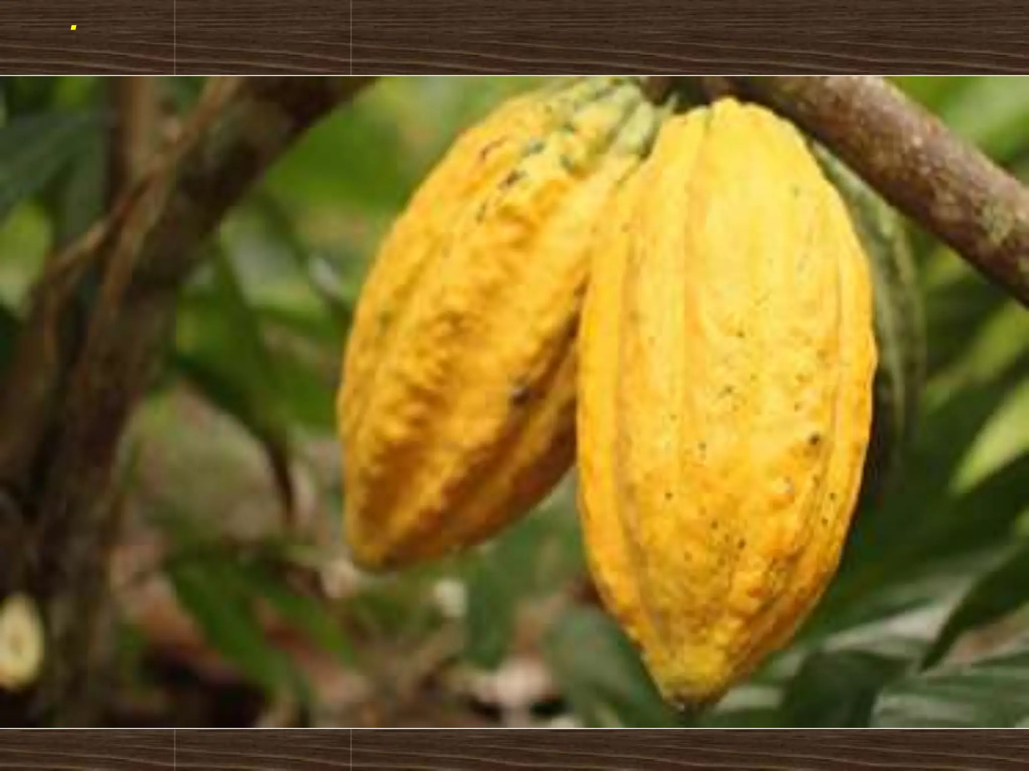 Analisis industri perkebunan kakao indonesia | PPTX