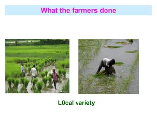 Adaptation strategy for crop production in changing climate: Saline-prone Barisal region