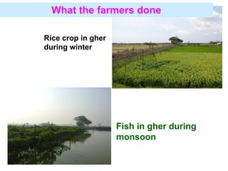Adaptation strategy for crop production in changing climate: Saline-prone Barisal region