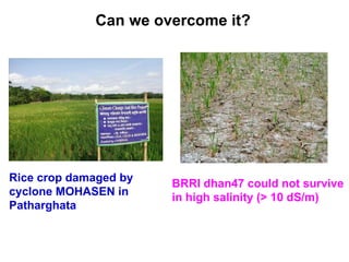 Adaptation strategy for crop production in changing climate: Saline-prone Barisal region