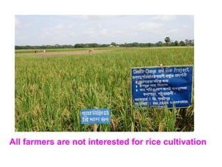 Adaptation strategy for crop production in changing climate: Saline-prone Barisal region