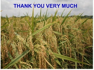 Adaptation strategy for crop production in changing climate: Saline-prone Barisal region