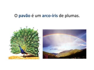 O pavão é um arco-íris de plumas.
 