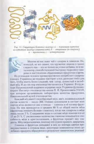 а б в г
Рис. 11. Структура белковыхмолекул: а —первичная (цепочка
из остатков молекул аминокислот); б —вторичная (а-спираль);
в —третичная; г —четвертичная
Щ Многие из вас пьют чай с сахаром и лимоном. Но,
I пожалуй, не все знают, что кружочек лимона в чашке
р к ,®с*о сладкого чая —это не только вкусовая добавка, но и ка­
тализатор, способствующий быстрому гидролизу саха­
розы и поступлению образованных продуктов в кровь.
Из углеводов человек преимущественно потребляет сахарозу
(сахар). Украинцы же издавна мастерят ульи, разводят пчёл для
того, чтобы иметь более сладкий, чем сахар, душистый и целеб­
ный мёд. И до сих пор пчеловодство ценится в Украине. В струк­
туре Национальной академии аграрных наук Украины функцио­
нирует Институт пчеловодства имени П. И. Прокоповича УААН,
при котором организована лаборатория качества продукции,
Национальный музей пчеловодства.
Каждый мёд имеет своеобразный вкус, цвет, индивидуальный
состав веществ — около 300. Однако основными в составе всех
сортов мёда являются два углевода —глюкоза и её изомер фрук­
тоза. На них приходится в среднем 80 % от общей массы мёда
(фруктозы немного больше глюкозы), тогда как сахарозы в мёде
лишь около 5 %. Содержание воды в составе мёда изменяется от
15 до 21 %. С увеличением количества глюкозы повышается спо­
собность мёда к кристаллизации, а фруктоза придаёт ему сла­
дость. Мёд гигроскопичен, поэтому его нужно хранить закрытым.
Глюкоза и фруктоза попадают в мёд из нектара цветов пре­
имущественно в готовом виде, некоторые компоненты этого це­
лебного продукта образуются в результате химических реакций
41
 