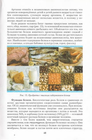 Аргинин отнесён к незаменимым аминокислотам потому, что
организм новорождённых детей и детей раннего возраста не спосо­
бен синтезировать суточную норму аргинина. С возрастом пе­
речень незаменимых кислот несколько меняется, и поэтому у по­
жилых людей он меньше.
Если рацион человека богат такими продуктами питания, как
мясо, яйца, молоко, сыр (рис. 13), то оснований волноваться относи­
тельно аминокислотного дисбаланса нет. Объясняется это тем, что
большинство белков животного происхождения имеют схожий с
белками человека аминокислотный состав. Белки же растительного
происхождения беднее на незаменимые аминокислоты, чем живот­
ные. Наибольшее содержание белков в зерновках злаковых, особен­
но в пшенице, в плодах бобовых культур (соя, горох, фасоль).
Рис. 13. Продукты с высоким содержанием белков
Функции белков. Биологическая роль белков в сравнении со
всеми другими органическими соединениями самая разнообраз­
ная. Об их энергетической функции уже упоминалось. При исполь­
зовании белков как источника энергии они разлагаются на
вещества, которые выводятся из организма с потом и мочой. Это
аммониак МН3 и карбамид (или мочевина) (КН 2)гСО —основной
конечный продукт распада белков в организме человека.
Вместе с тем более важной, чем энергетическая, считается
строительная, или структурная, функция белковых молекул. Она
заключается в том, что из молекул белков построены клеточные
мембраны, белки входят в состав почти всех клеточных структур,
49
 