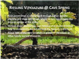 Deep Roots Riesling Riesling | PPTX