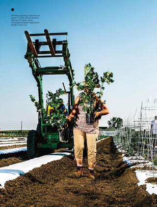 Workers planting marijuana on
June 17, 2016, at Los Sueños
Farms, in Pueblo, Colo.,
the largest outdoor legal grow
facility in the U.S.
 