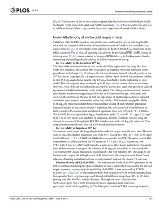 (Fig 4). This outcome of the in-vitro alternate physiological conditions established specifically
few targets (rpoB, aroK, ilvB) cidal under all the conditions (Fig 4). Our next objective step was
to validate cidality of these targets under the in-vivo experimental model of tuberculosis.
In-vivo AS-silencing of in-vitro cidal targets in mice
Validation of the SCORE based in-vitro cidality was confirmed in-vivo by infecting BALB/c
mice with the respective Mtb strains (AS-recombinants and WT and vector controls) via an
aerosol route [25,26]. In-vivo studies were approved by IAEC (CPCSEA), as mentioned in the
ethics statement. The in-vivo AS-silencing was achieved by providing IPTG (5mM) to mice in
drinking water [23,24], a non-invasive technique of IPTG delivery in drinking water; thereby
minimising the handling of infected mice in the bio-containment set-up.
In-vivo cidality of the targets on 28th
day
The first visible and quantitative in-vivo trends of cidality appeared in the lungs after four
weeks post-infection. The control Mtb strains grew as expected, with fully developed visible
granulomas in the lungs (Fig 5), whereas the AS-recombinants showed reduced growth on the
28th
day, due to target specific AS-repression and cidality. RpoB showed the maximum cidality
in-vivo (3.9 log10 reduction), despite only 2.5 log10cfu reduction in the replicating in-vitro
model. The culture plates were incubated up to 45 days, and the colony characteristics were
observed. None of the AS-recombinants, except ilvB, showed any signs of re-growth or delayed
appearance of additional colonies on the media plates. The colony counts remained constant
upon further incubation; suggesting cidality due to AS-repression in ppk, rpoB, rpoC, and
aroK. On the contrary, in the case of ilvB, the appearance of additional colonies on extended
incubation point towards attenuation rather than cidality. IlvB showed a negligible cidality
(0.36 log10cfu reduction) under the in-vivo condition on day 28 and exhibited granuloma
formation similar to the control strains. Targets like ppk, rpoC and aroK were repressed by
their respective AS-counterparts and showed significant (two-way ANOVA,ÃÃ
P = 0.0086 to
Ã
P = 0.0402), but varying levels of log10 cfu reduction: rpoB(2.5)> aroK(1.9)> ppk(1.2)> rpoC
(1.5). The in-vivo model was validated by including a positive treatment control; using the
rifampicin treatment (30mg/kg) of WT Mtb that demonstrated ~3.8 log10cfu reduction. This
drug treatment control was a non-AS-RNA based inhibition control.
In-vivo cidality of targets on 56th
day
The bacterial reduction in the lungs clearly delineated cidal targets from the static ones. The rank
order of log10cfu reduction magnitude was: rpoB(3.9)> aroK(2.4)> ppk(1.6)> rpoC(1.59); signif-
icantly different (ÃÃÃ
P = <0.0001 to 0.0004) when compared to the WT. The vector control Mtb
demonstrated no difference from the WT strain (ns, P = 0.6283) (Fig 5). In contrast, ilvB
(ÃÃ
P = 0.0012, two-way ANOVA) behaved as a static-to no-effect target under the in-vivo condi-
tions. It demonstrated a marginal cfu reduction (0.36 log10 cfu reduction) vs. the control Mtb.
The treatment (IPTG and Rifampicin) was initiated 3-day post-infection (104
cfu/Lung), to sub-
stantiate and compare the killing kinetics of AS induction vs. the drug treatment. It was “more
reflective of treating individuals who are recently infected” and not the chronic TB infection.
Pharmacokinetics (PK) of AS-RNA. We evaluated the levels of AS-RNA generated by the
Mtb-recombinants (during the span of infection in mice), indirectly, by measuring the net fold
target repression, representing bio-availability of AS-RNA. It was estimated by RTPCR
(Table C in S1 File, Fig 6) of transcriptome from Mtb strains recovered from the infected lung
homogenates. Each target was repressed, though with different magnitudes (13- to 103-fold),
proving that Mtb AS-RNA had no PK issues. Although the order of cidality was
rpoB>aroK>ppk>rpoC>ilvB; the transcript down-regulation rank order was:
ppk>rpoC>aroK>ilvB>rpoB (Fig 6). The Rifampicin treated WT Mtb transcript showed a
Antisense Unveils Mycobacterial Cidality
PLOS ONE | DOI:10.1371/journal.pone.0154513 May 4, 2016 11 / 23
 