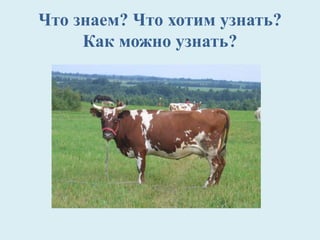 Что знаем? Что хотим узнать?
Как можно узнать?
 