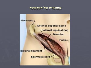 אנטומיה של המפשעה 