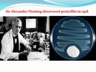 Sir Alexander Fleming discovered penicillin in 1928
 
