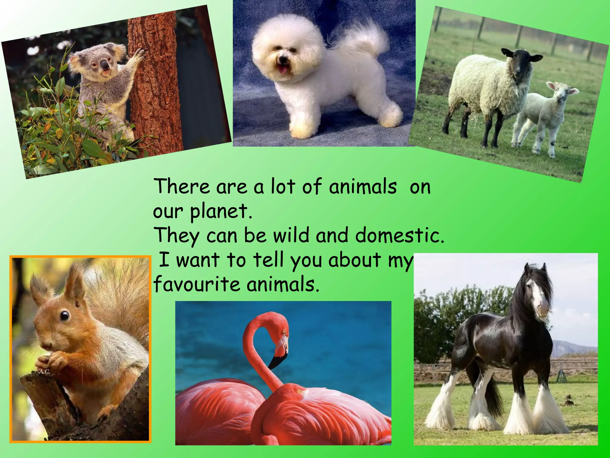 There are a lot of animals on
our planet.
They can be wild and domestic.
I want to tell you about my
favourite animals.