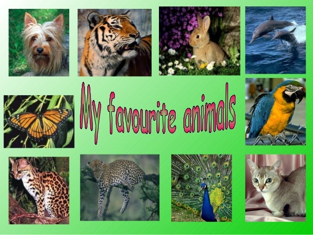 MY FAVOURITE ANIMAL