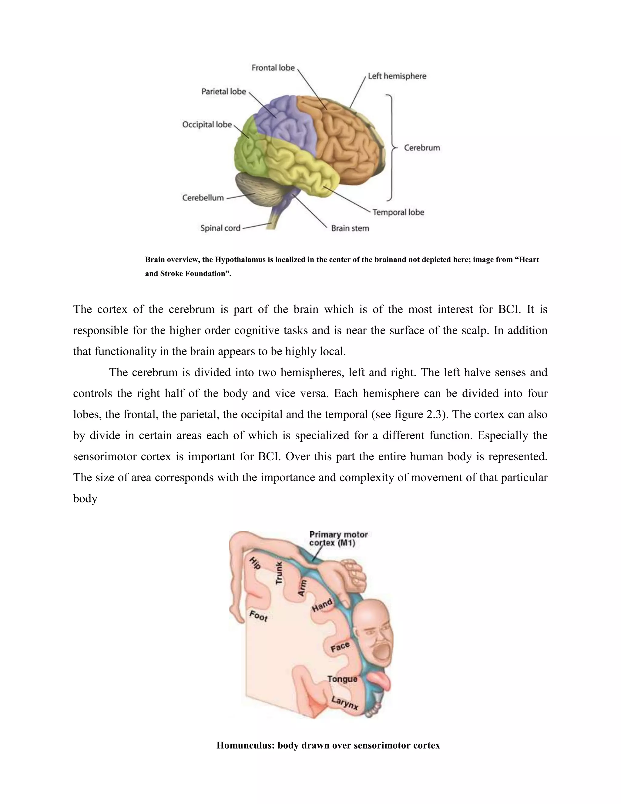 Brain overview, the Hypothalamus is localized in the center of the brainand not depicted here; image from “Heart
               and Stroke Foundation”.



The cortex of the cerebrum is part of the brain which is of the most interest for BCI. It is
responsible for the higher order cognitive tasks and is near the surface of the scalp. In addition
that functionality in the brain appears to be highly local.
       The cerebrum is divided into two hemispheres, left and right. The left halve senses and
controls the right half of the body and vice versa. Each hemisphere can be divided into four
lobes, the frontal, the parietal, the occipital and the temporal (see figure 2.3). The cortex can also
by divide in certain areas each of which is specialized for a different function. Especially the
sensorimotor cortex is important for BCI. Over this part the entire human body is represented.
The size of area corresponds with the importance and complexity of movement of that particular
body




                                   Homunculus: body drawn over sensorimotor cortex
 