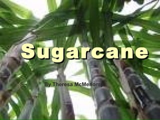 SugarcaneSugarcane
By Theresa McMenomy
 