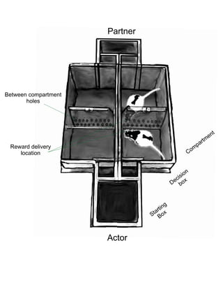 Starting
Box
Decision
box
Com
partm
ent
Actor
Partner
Between compartment
holes
Reward delivery
location
 