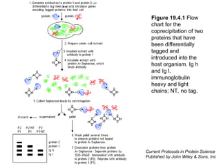 Advanced Molecular Techniques for Gene Structure and Function Analysis ...