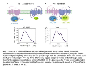 Advanced Molecular Techniques for Gene Structure and Function Analysis ...