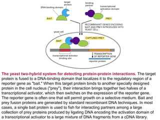 Advanced Molecular Techniques for Gene Structure and Function Analysis ...