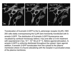 Advanced Molecular Techniques for Gene Structure and Function Analysis ...