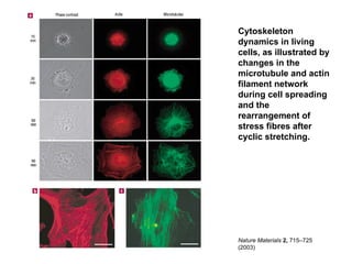 Advanced Molecular Techniques for Gene Structure and Function Analysis ...