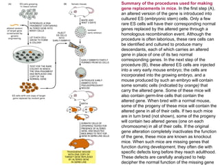 Advanced Molecular Techniques for Gene Structure and Function Analysis ...