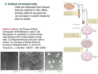Advanced Molecular Techniques for Gene Structure and Function Analysis ...