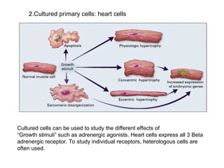 Advanced Molecular Techniques for Gene Structure and Function Analysis ...